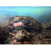 Coșuleț feeder Delphin RiverSTIX