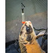 Pluta Waggler Matrix Foam Pellet Waggler, 9mm