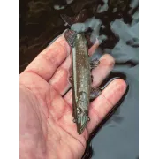 Fox Rage Ultra-Realistic Pike Replicant