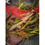 Fox Rage Ultra-Realistic Pike Replicant