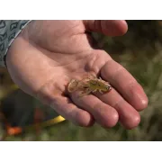 Naluca Soft Delphin B! Stinx NYMPHA 0.9g,Culoare Reactor,20buc, Ultra-Light