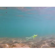 Naluca Soft Delphin B! Stinx NYMPHA 0.9g,Culoare Reactor,20buc, Ultra-Light