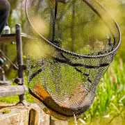 Cap Minciog Preston Carbon F1 Latex Landing Net 40cm