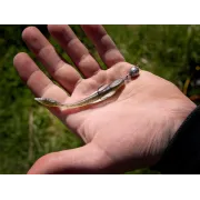 Naluca Artificiala Delphin TOXIN UVs ,8buc/blister