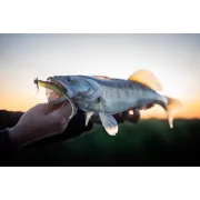 Shad siliconic Fox Rage Scent Shads – 7cm