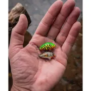 Vobler Salmo Tiny Sinking, Smelt, 3.0cm, 2.5g