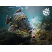 Momeala de Carlig Wafters Solubil Delphin D SNAX SHELL, 12mm, 30g, Somon Shrimp