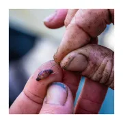 Carlige Guru Kuranku, 10buc/plic