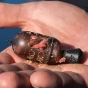 Cosulet Preston Carp Maggot Feeders cu Sistem Twist-Lock