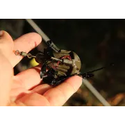 Plumbi Fox Grappling Marker 143g