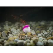 Carlige Legate Feeder Delphin Braided Sting Rig Chinu ,10 buc/buc