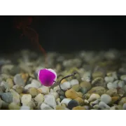 Carlige Legate Feeder Delphin Fluoro Sting Rig, 10 buc/plic