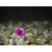 Carlige Legate Feeder Delphin Fluoro Sting Rig Turner, 10 buc/plic