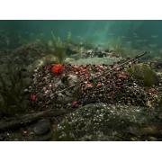 Pelete Box Delphin Reaxe READY&GO,400g,Somon – Creveti