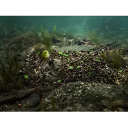 Pelete Box Delphin Reaxe READY&GO,400g,Usturoi-Butyric