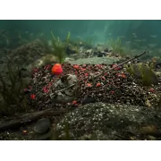 Pelete Box Delphin Reaxe READY&GO,400g, Mango-Piersica