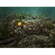 Pelete Box Delphin Reaxe READY&GO,400g, Porumb-Ananas