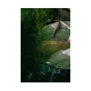 Sling Korum Camo Compact Weigh