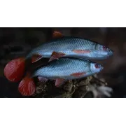 Swimbait Fox Rage Ulta Realistic Replicant, Ultra Natural Roach, 1buc/pac