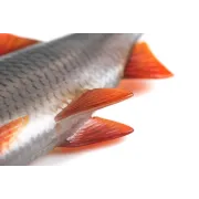 Swimbait Fox Rage Ulta Realistic Replicant, Ultra Natural Roach, 1buc/pac