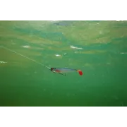 Shad Fox Rage Pro Shad Jointed New Colours, Natural Roach, 1buc/pac