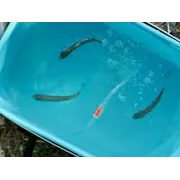 Aerator Delphin HydrO2 cu Acumulator