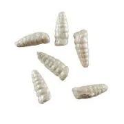 Viermi Artificiali Berkley Gulp Alive Waxies 1cm, 58g, Alb