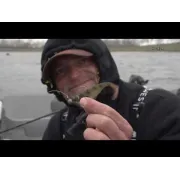 Shad WESTIN Shadteez Slim, Lively Roach, 7.5cm, 3g, 4buc/plic