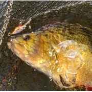 Vobler WESTIN BuzzBite Crankbait, Floating, Fire Tiger, 4cm, 4g