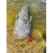 Naluca Somn Chatter Black Cat, Bait Fish, 45g