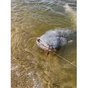 Naluca Somn Chatter Black Cat, Bait Fish, 45g