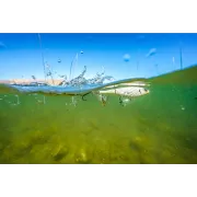 Vobler Berkley Choppo, Bone, 9cm, 15g