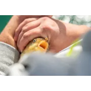 Inele Silicon Matrix Super Soft Bait Bands, Large