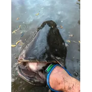 Manusa de Protectie Predator Zfish Catfish Glove