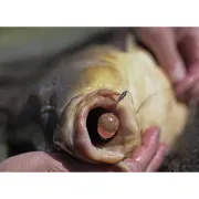 Line Aligner Pole Position Kicker,Weedy Green, 10buc/plic