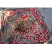 Method Feeder Korum Camo Grub Feeder