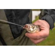 Degorjor Korum Specimen