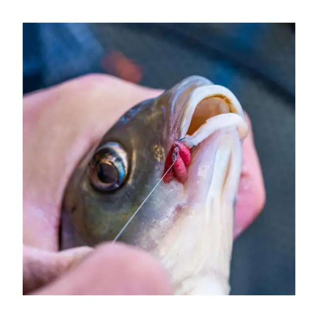 Carlige Guru Kuranku, 10buc/plic