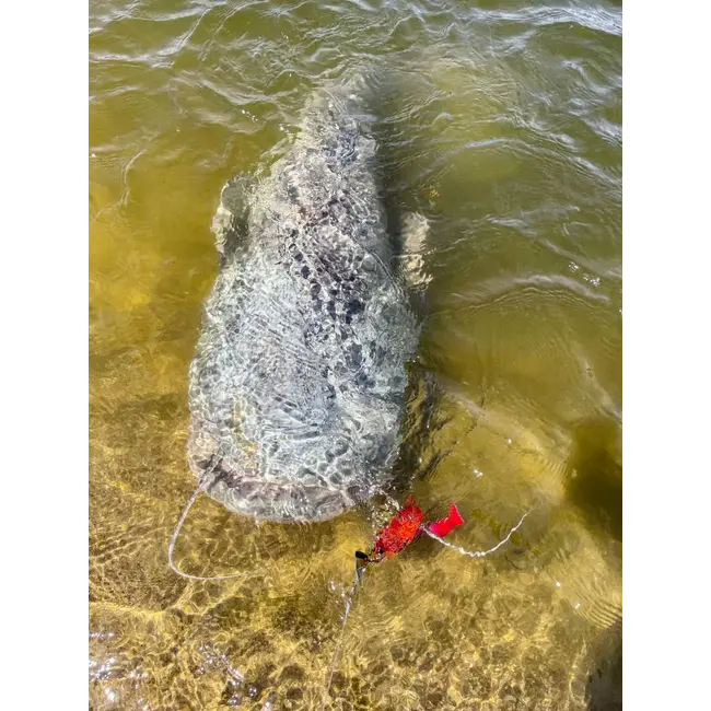 Naluca Somn Chatter Black Cat, Bait Fish, 45g