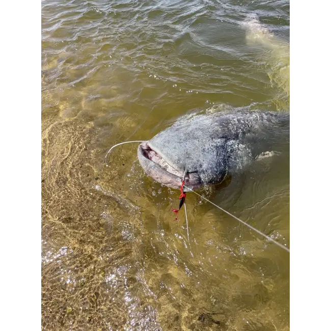 Naluca Somn Chatter Black Cat, Bait Fish, 30g