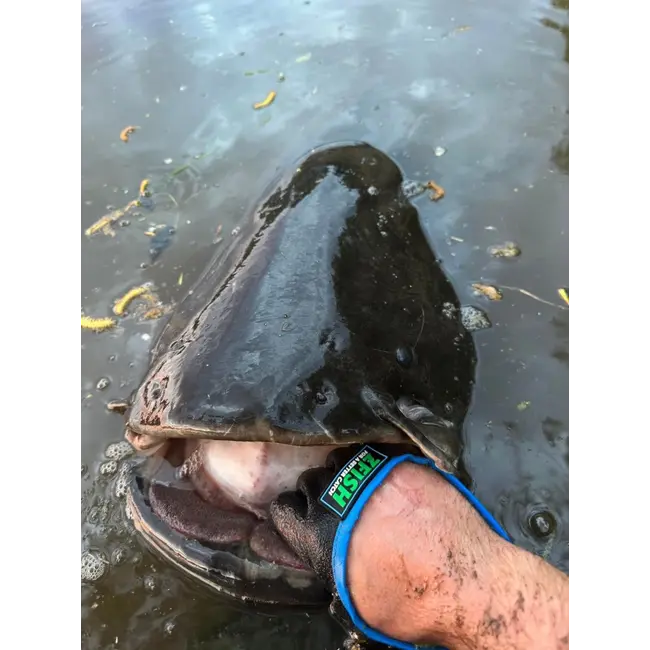 Manusa de Protectie Predator Zfish Catfish Glove