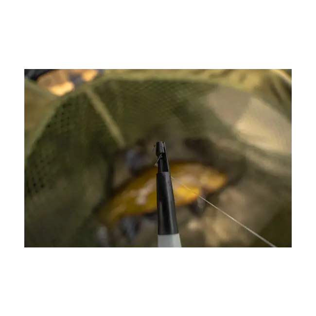 Degorjor Korum Specimen